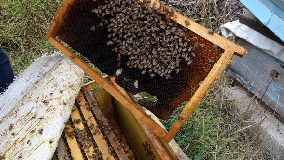 Yozgat Sorgun\'da kenevir yanındaki arılara varroa ilacı verilmeden bal üretildi