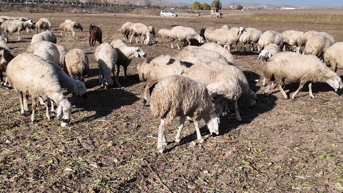 Yozgat\'ta küçükbaş destekte 2 bin 381 başvurudan 5 aileye 95\'er dişi, 5\'er erkek verildi