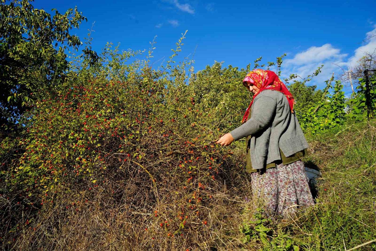 Gümüşhane\'de 27 kuşburnu türünün 17\'si yetişiyor, marmelat mesaisi sürüyor