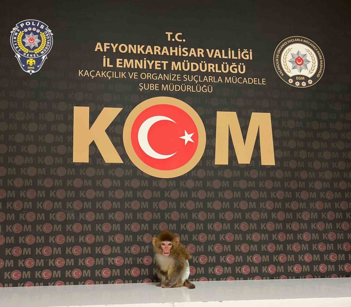 Afyonkarahisar\'da baskında nesli tükenmekte olan Rhesus Makak ele geçirildi