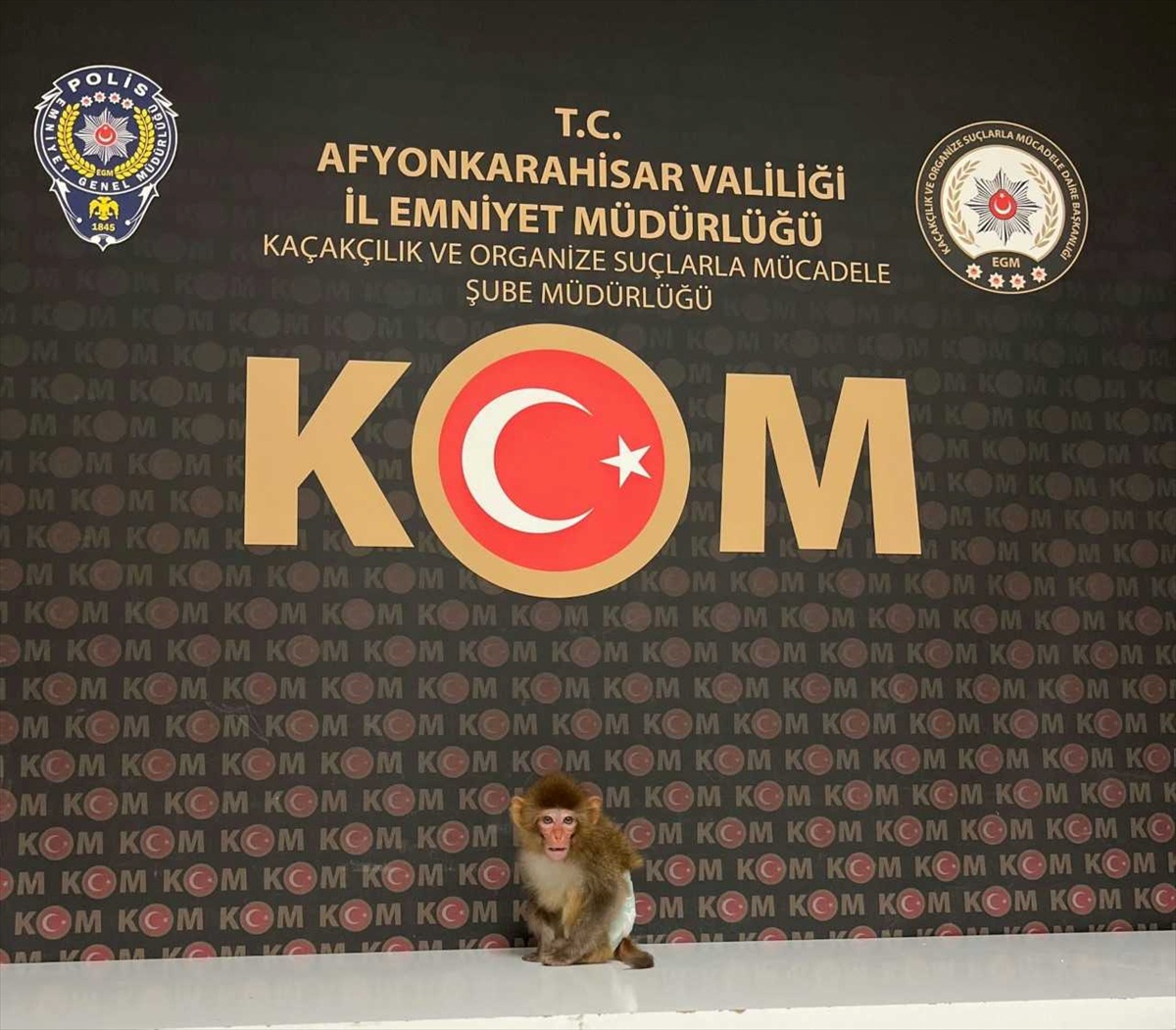 Afyonkarahisar\'da evde bulunan Rhesus Makak maymun Doğa Koruma\'ya teslim edildi