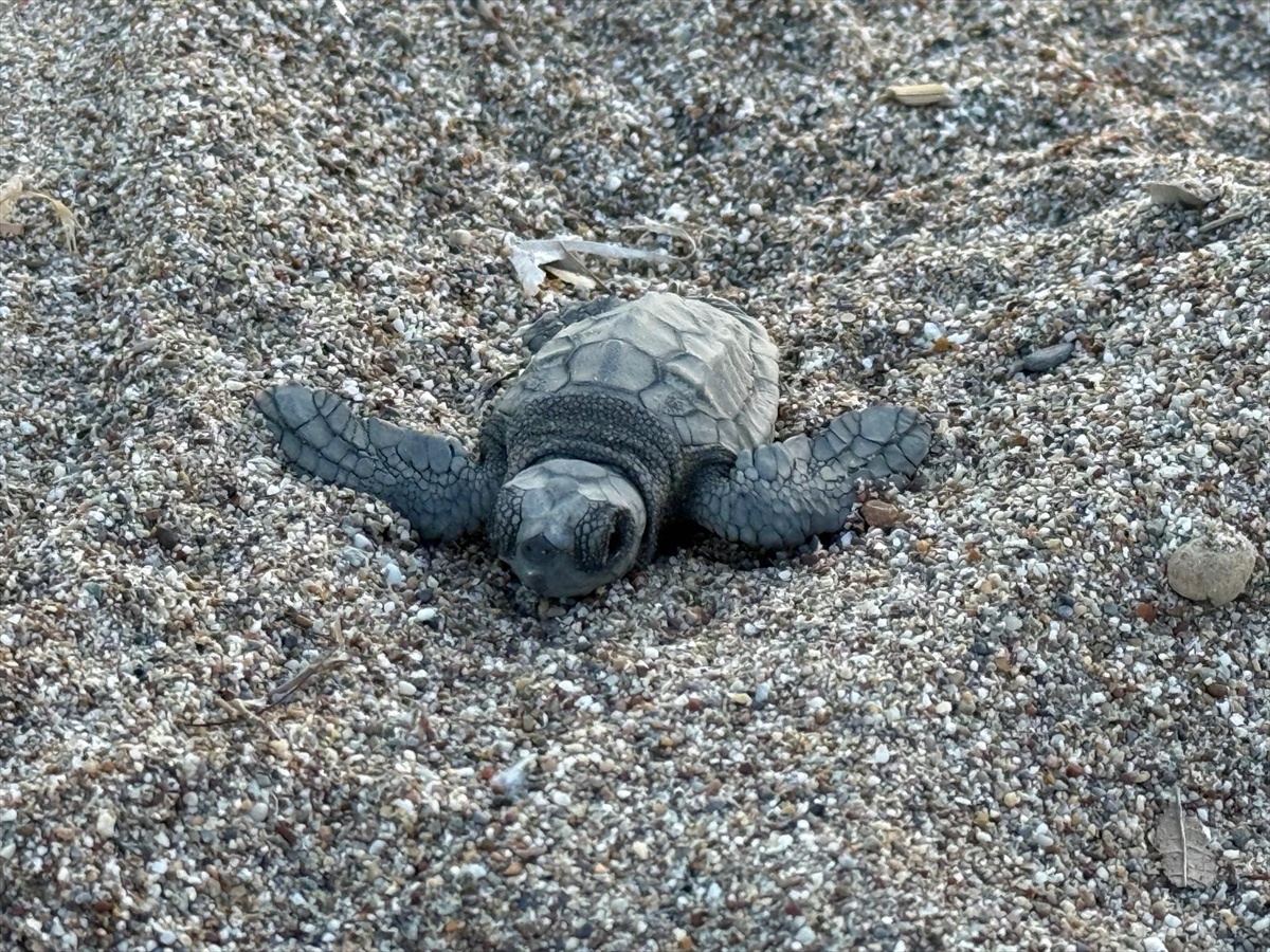 Antalya\'da bu yıl 4 bin 400 yuvadan 200 bin caretta yavrusunun denize ulaştığı belirlendi