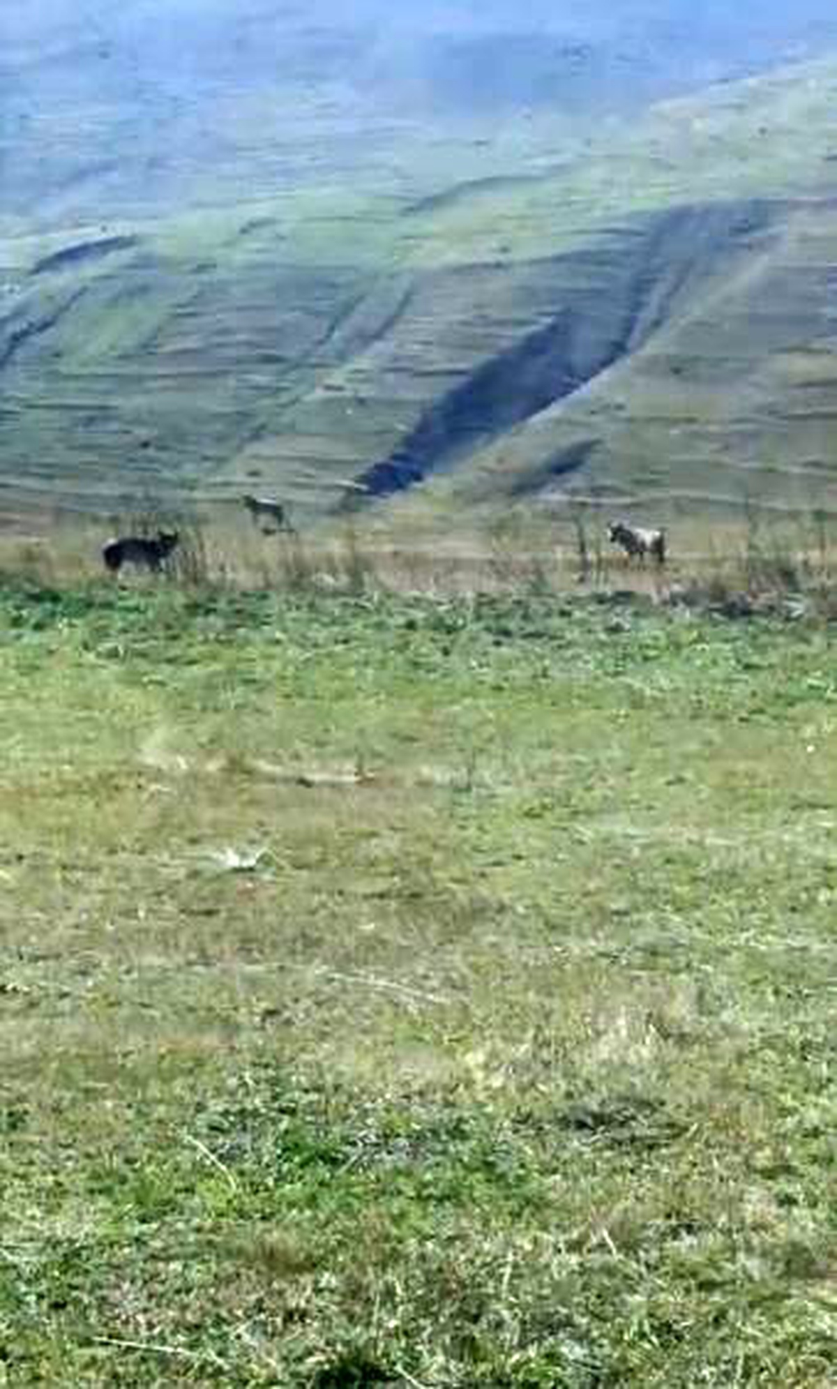 Ardahan Damal\'da ölü ineğin etrafında beslenen kurtlar cep telefonuyla görüntülendi