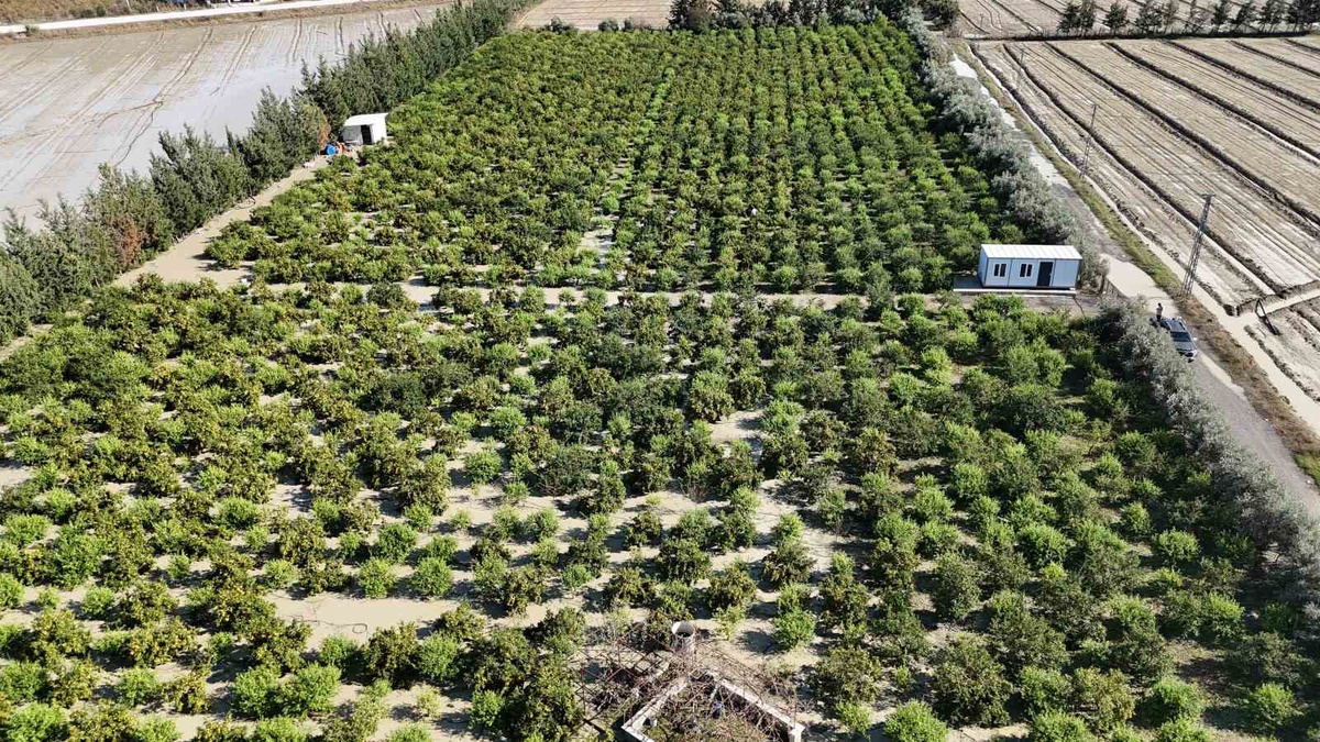Hatay Arsuz\'da ceviz büyüklüğünde dolu, 25 dönümlük erkenci mandalina hasadını vurdu