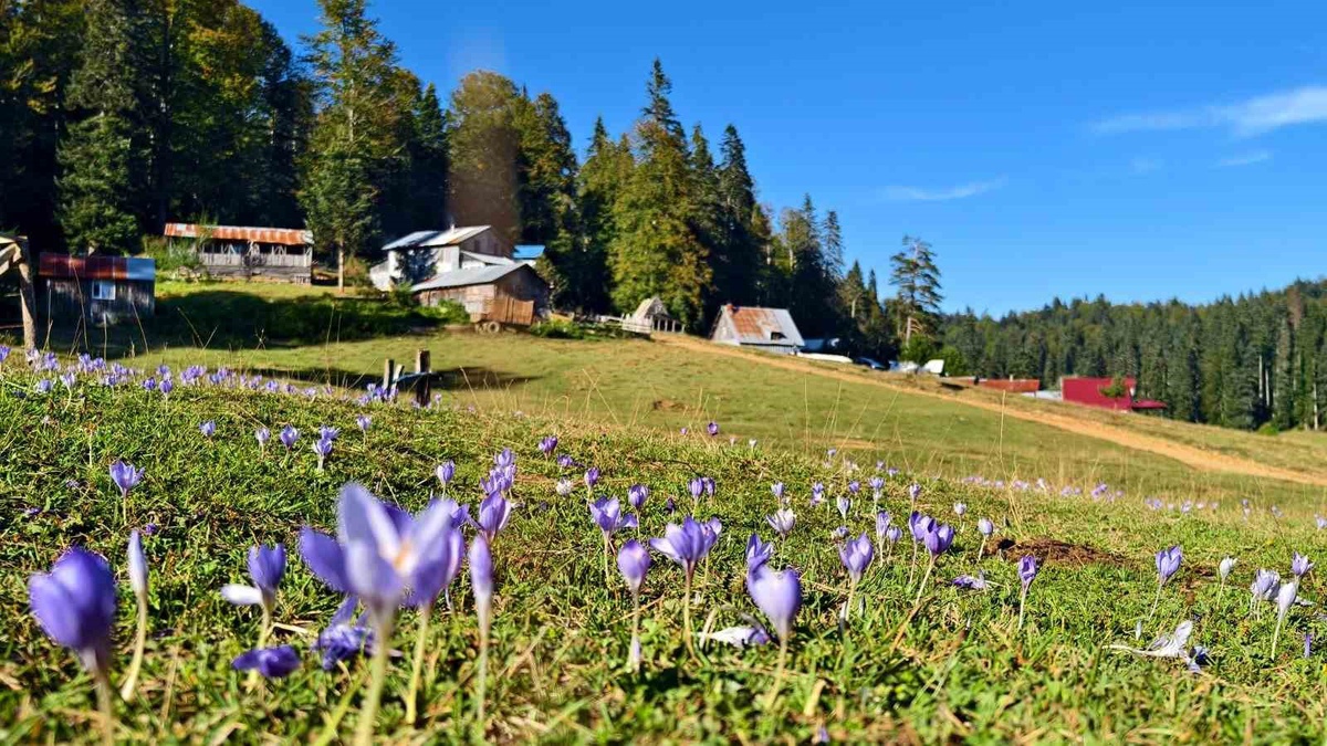 Düzce yaylalarında güz çiğdemleri açtı, İl Kültür ve Turizm Müdürlüğünce görüntülendi