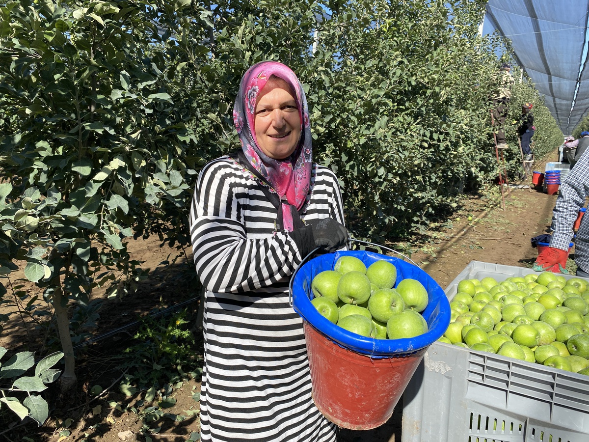 Isparta\'da elma hasadı yaklaşık 2 hafta önce başladı, 1 milyon 250 bin ton bekleniyor