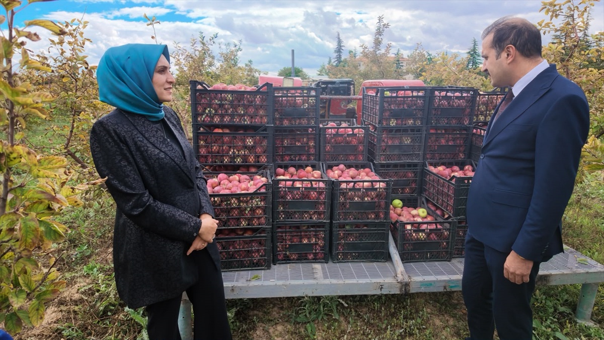 Karaman Cezaevi\'nde 4 bin elma ağacının hasadına Başsavcı da katıldı