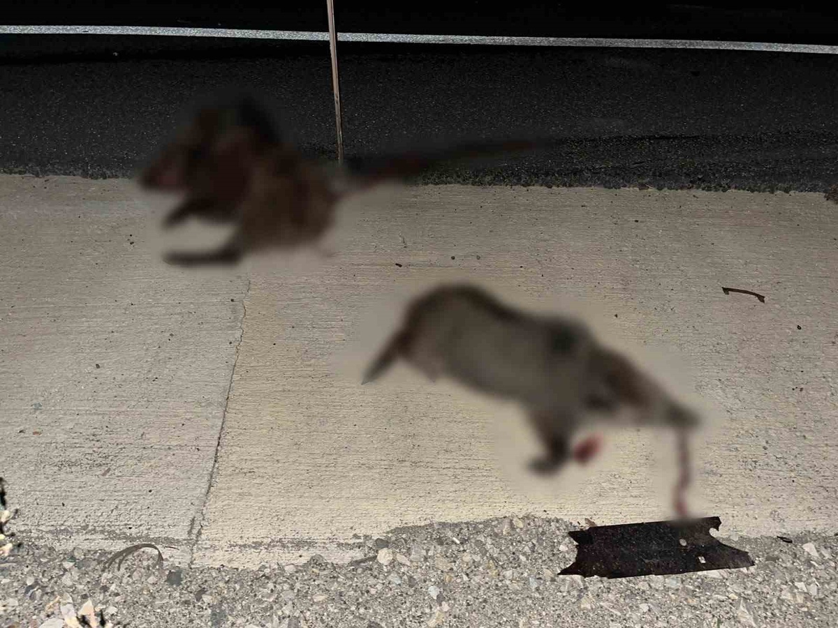 Kastamonu Hanönü\'de otomobil domuz sürüsüne çarptı, 2 kişi yaralandı