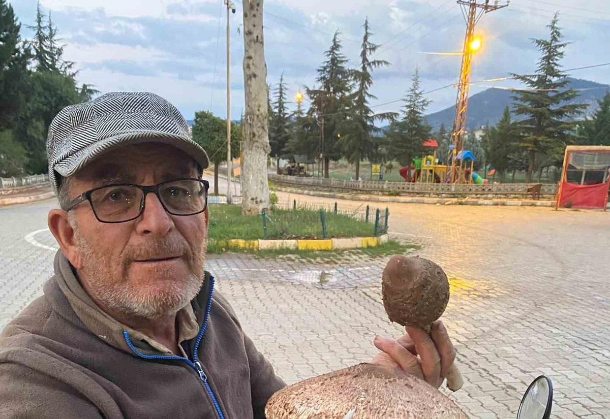 Konya Beyşehir\'de mantar toplayan vatandaş, büyük külah mantarı konusunda uyardı