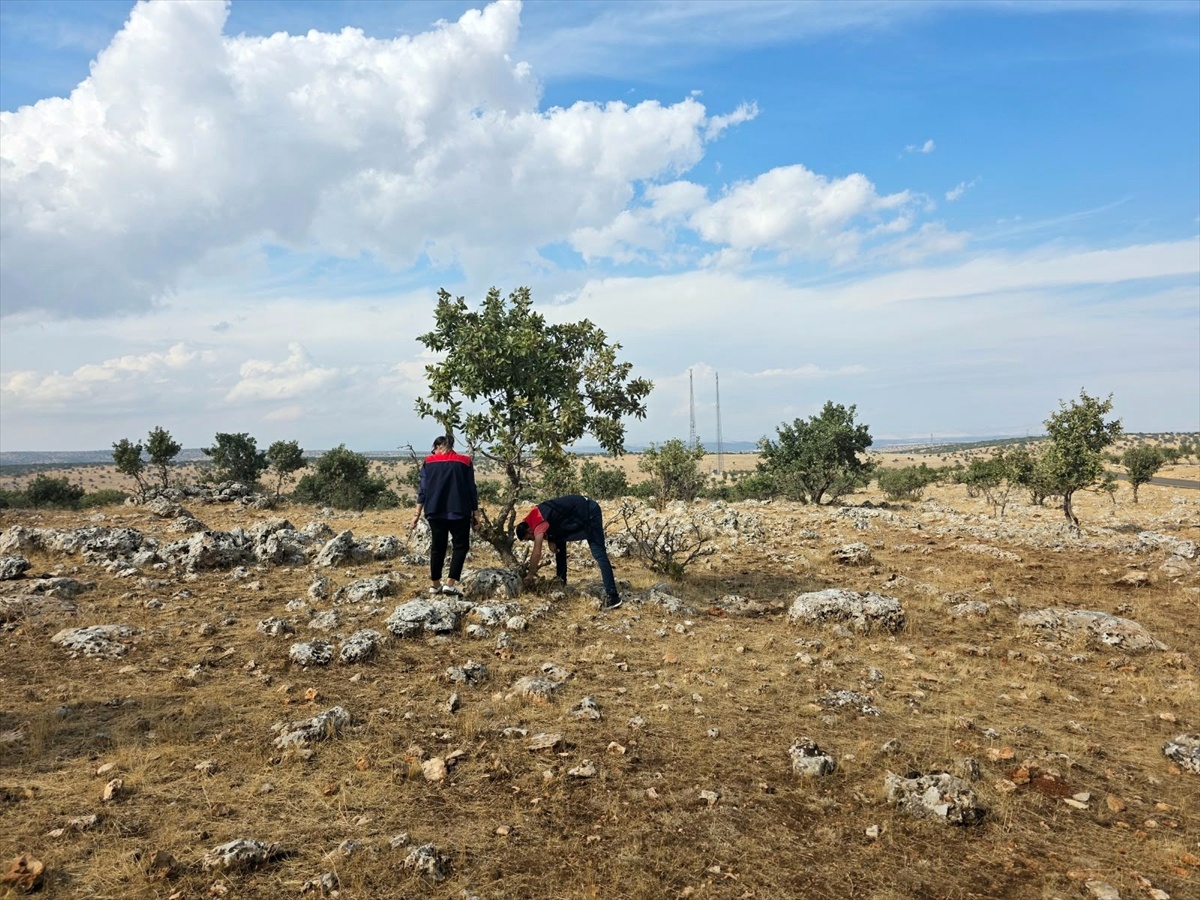 Şırnak Tarım ekipleri sonbaharda hububatı korumak için süne kışlaklarını denetliyor