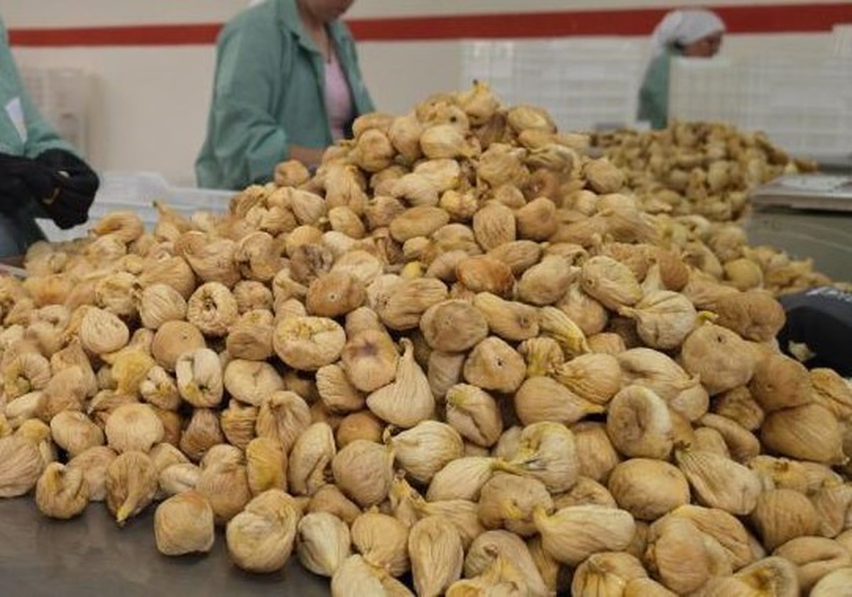 Tariş İncir Birliği kuru incir fiyatını açıkladı, A1 kalite 250 liradan alınacak