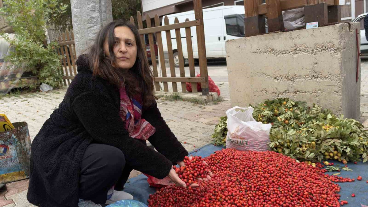 Tokat\'ta kuşburnu bol çıkınca fiyat 100 TL\'den 50 TL\'ye geriledi