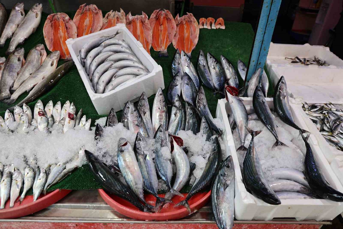 Elazığ\'da palamut bereketi yaşanıyor, tezgahta kilosu 250 liradan satılıyor