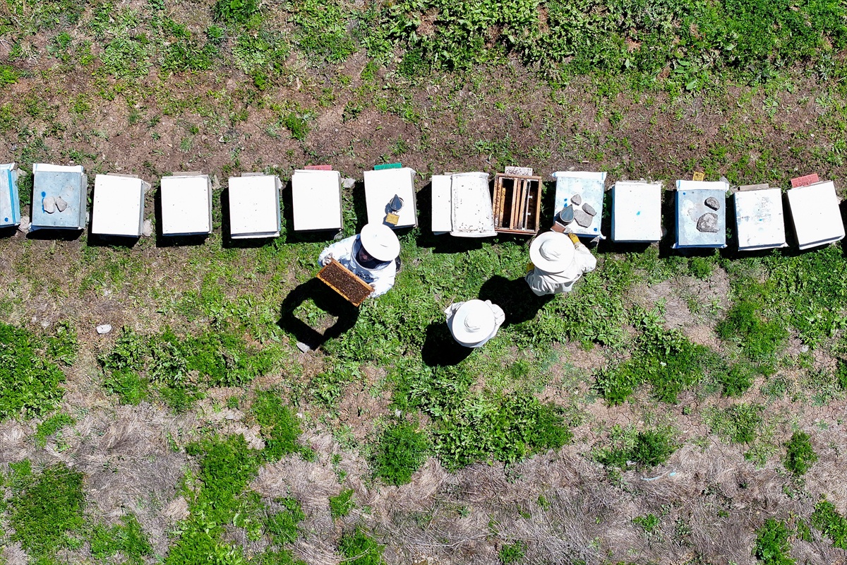 Çatak\'ta 350 kovanlı arıcı Işık, Hırvatistan\'dan 200 kiloya yakın bal siparişi aldı