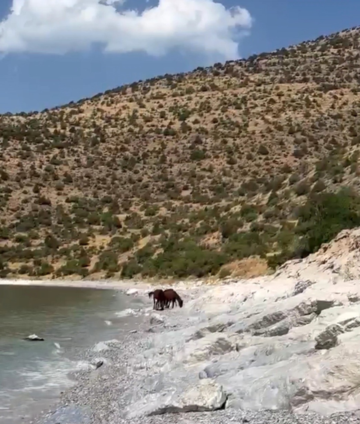 Van Gevaş\'ta tepelerde dolaşan yılkı atları Van Gölü manzarasıyla görüntülendi