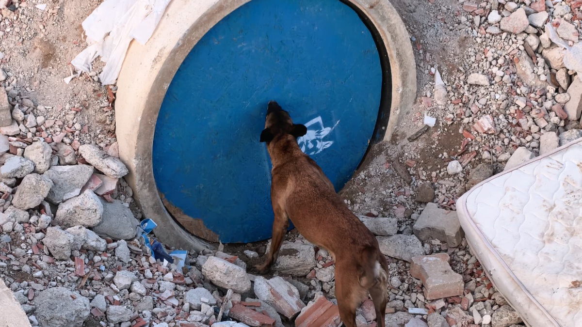 İnegöl\'deki enkaz alanı, farklı illerden gelen köpekli ekiplere eğitim sahası oldu