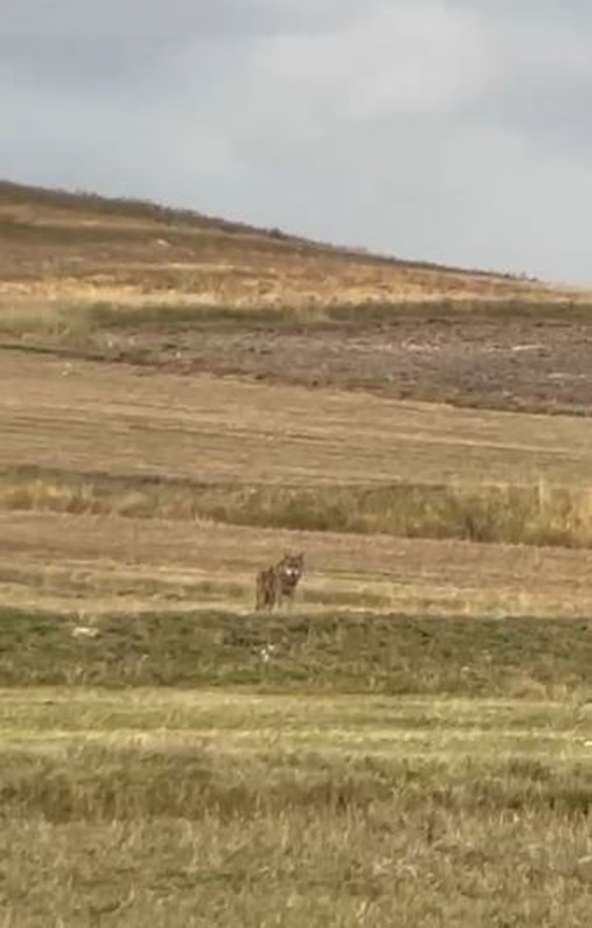 Ardahan Hanak\'ta yerleşim alanına inen 3 kurt köylüleri korkuttu