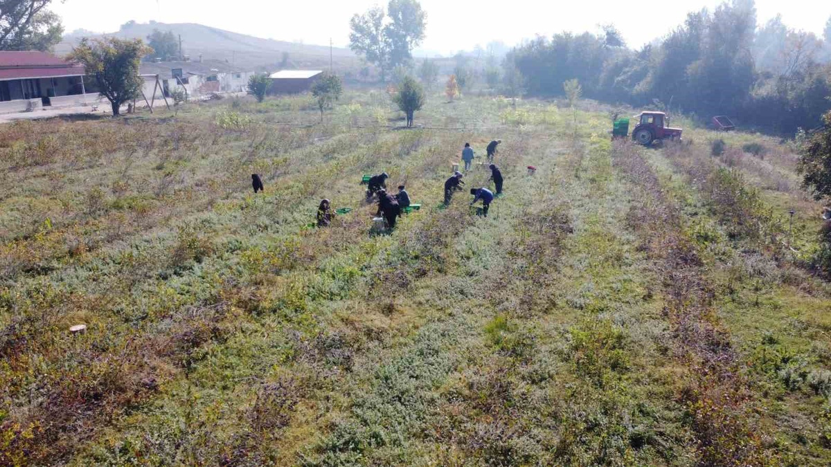 Bolu Mudurnu\'da aronya bahçesi kuran Acar çifti, 10 dönümden yüksek verim aldı