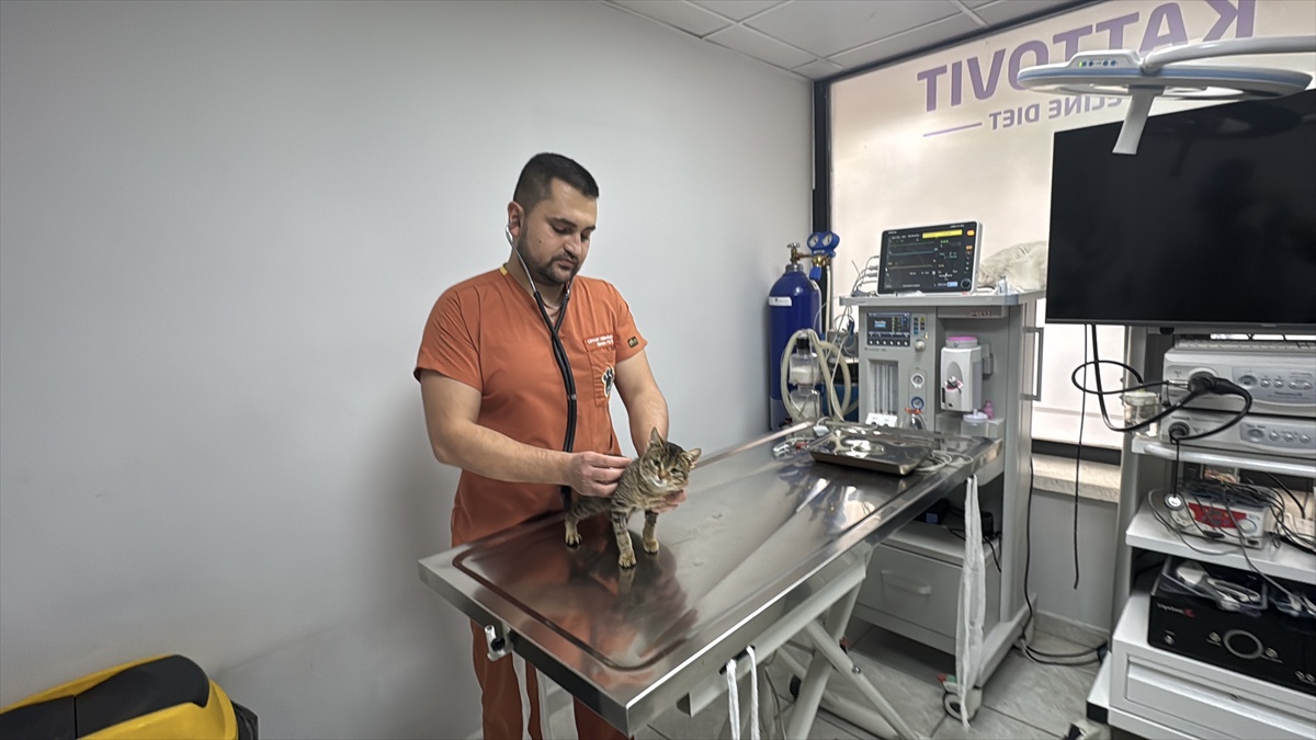 Kütahya\'dan getirilen kedi Ballı, Afyonkarahisar\'da diyafram fıtığından kurtuldu
