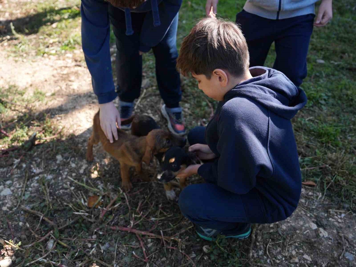 Düzce\'deki öğrenciler Mergiç Hayvan Konukevi\'ne mama bağışlayıp hayvanlarla buluştu