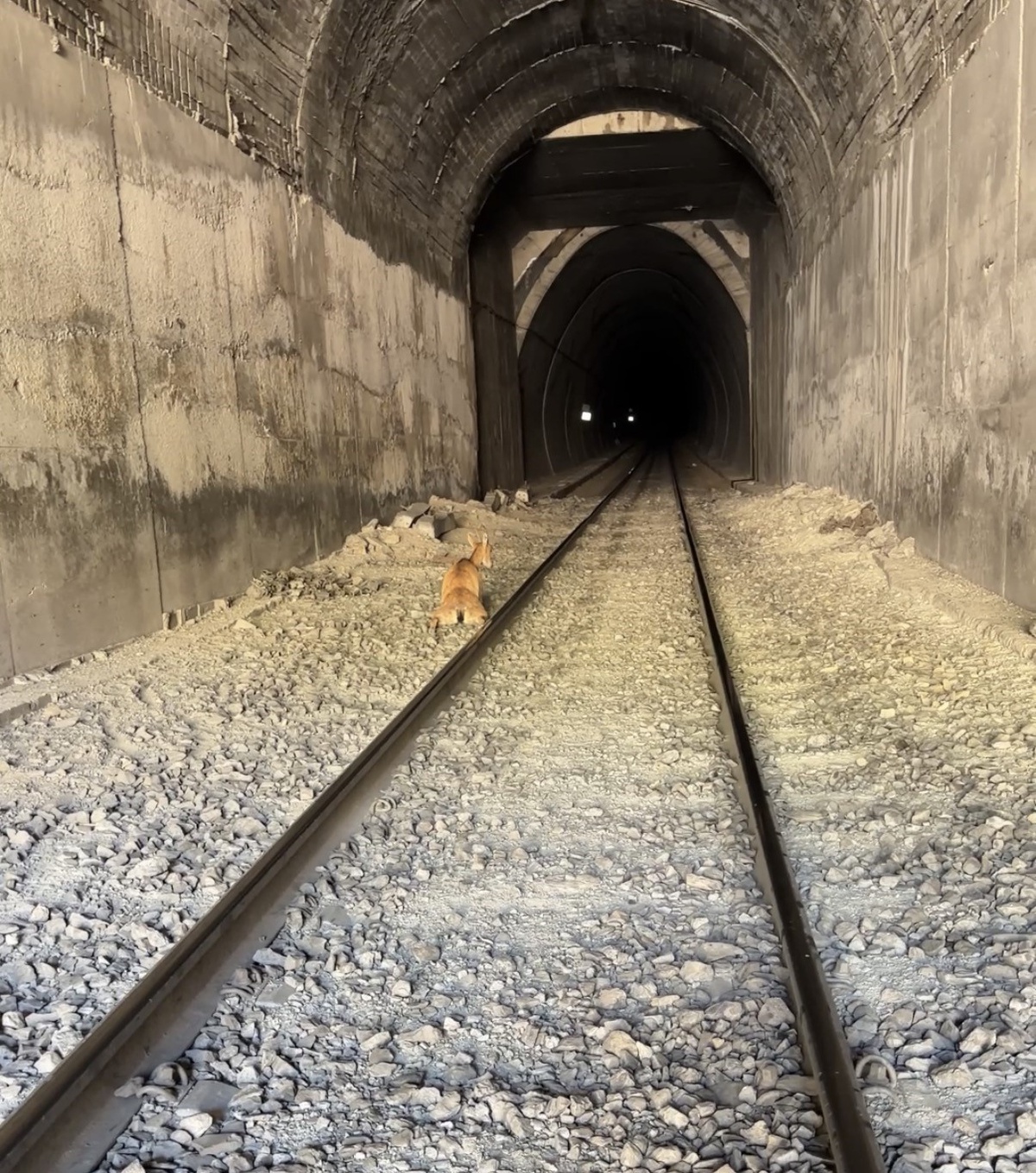 Elazığ Palu\'da tünele giren dağ keçilerine tren çarptı, bir keçi telef oldu