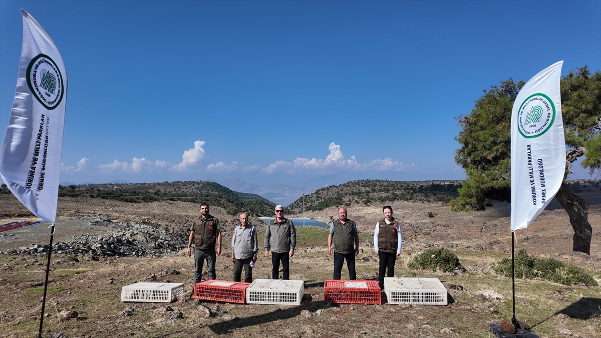 DKMP ekipleri Gaziantep İslahiye\'de yüzlerce kınalı kekliği doğaya bıraktı