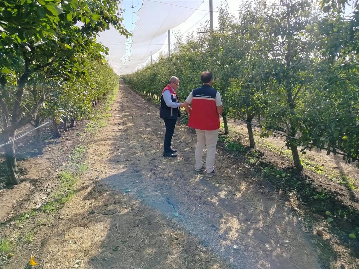Havsa\'da hasat öncesi inceleme yapıldı, Trakya Üniversitesi ile YTB iş birliğini görüştü