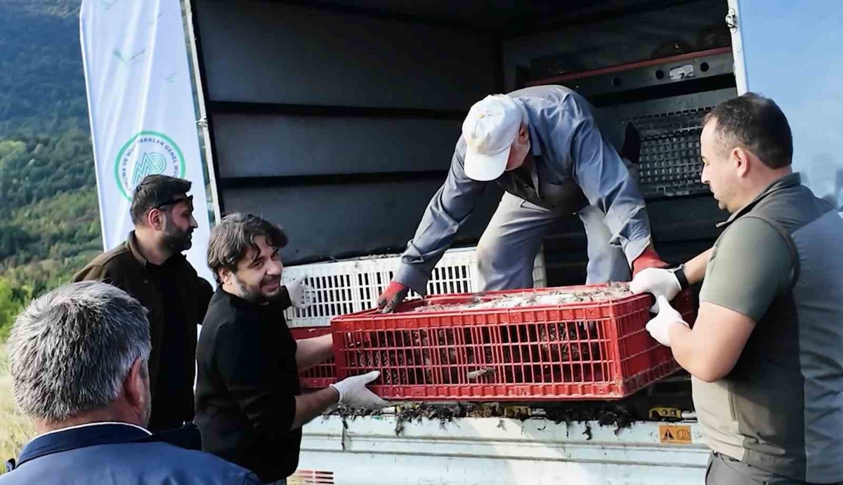 Polonezköy\'den Kastamonu\'ya getirilen 900 sülün ava kapalı sahada doğaya bırakıldı