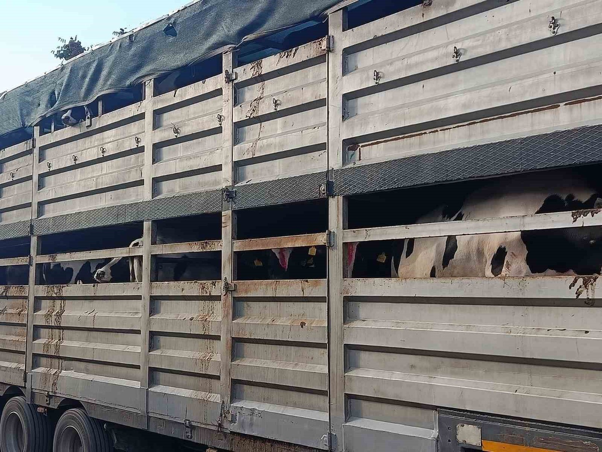 Kütahya Gediz\'de 9 kooperatif ortağına 95 gebe damızlık büyükbaş teslim edildi