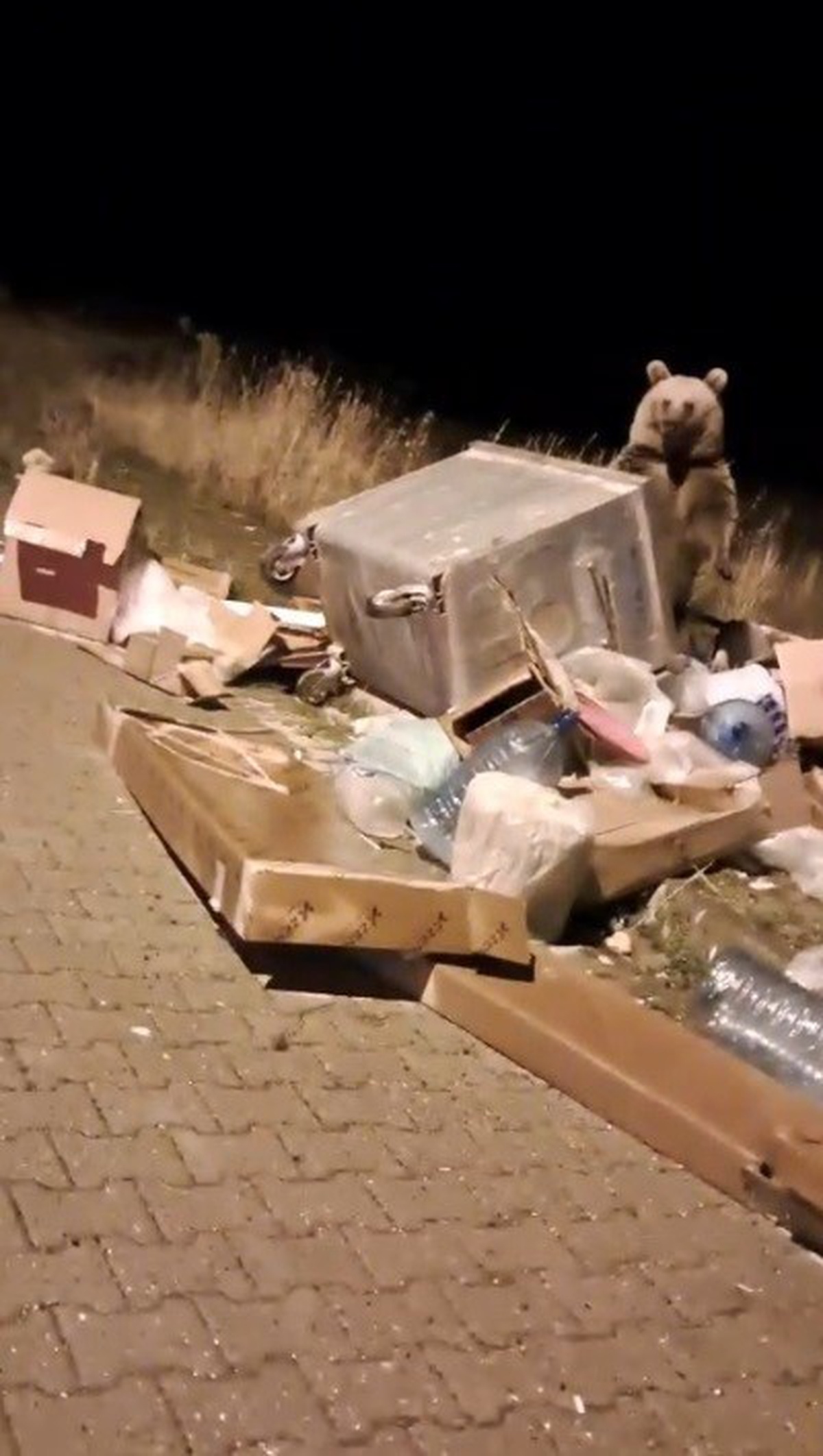 Sarıkamış\'ta boz ayılar kış uykusu öncesi ilçe merkezine inip çöpleri karıştırdı