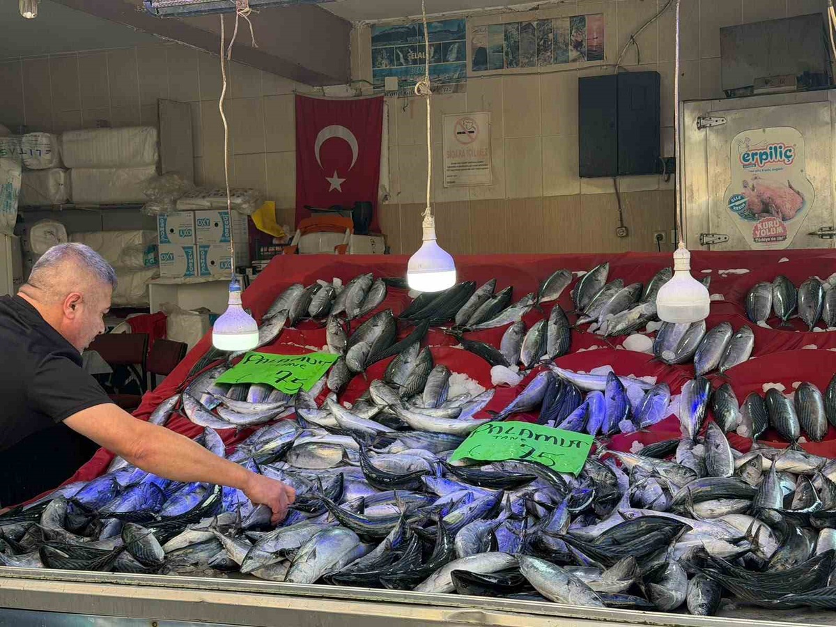 Sinop Türkeli\'de palamut tezgahları doldu, fiyat 75 liraya kadar geriledi
