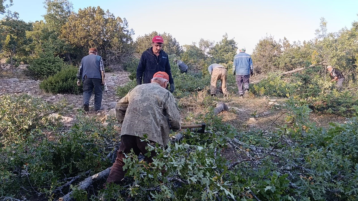 Yozgat Çekerek\'te imeceyle kesilen meşeden arta kalan yapraklar hayvanlara yem oluyor