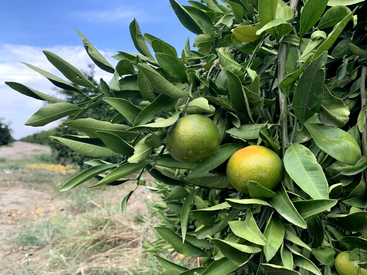Adana\'da erkenci mandalina hasadı başladı, 1 milyon 300 bin ton rekolte bekleniyor
