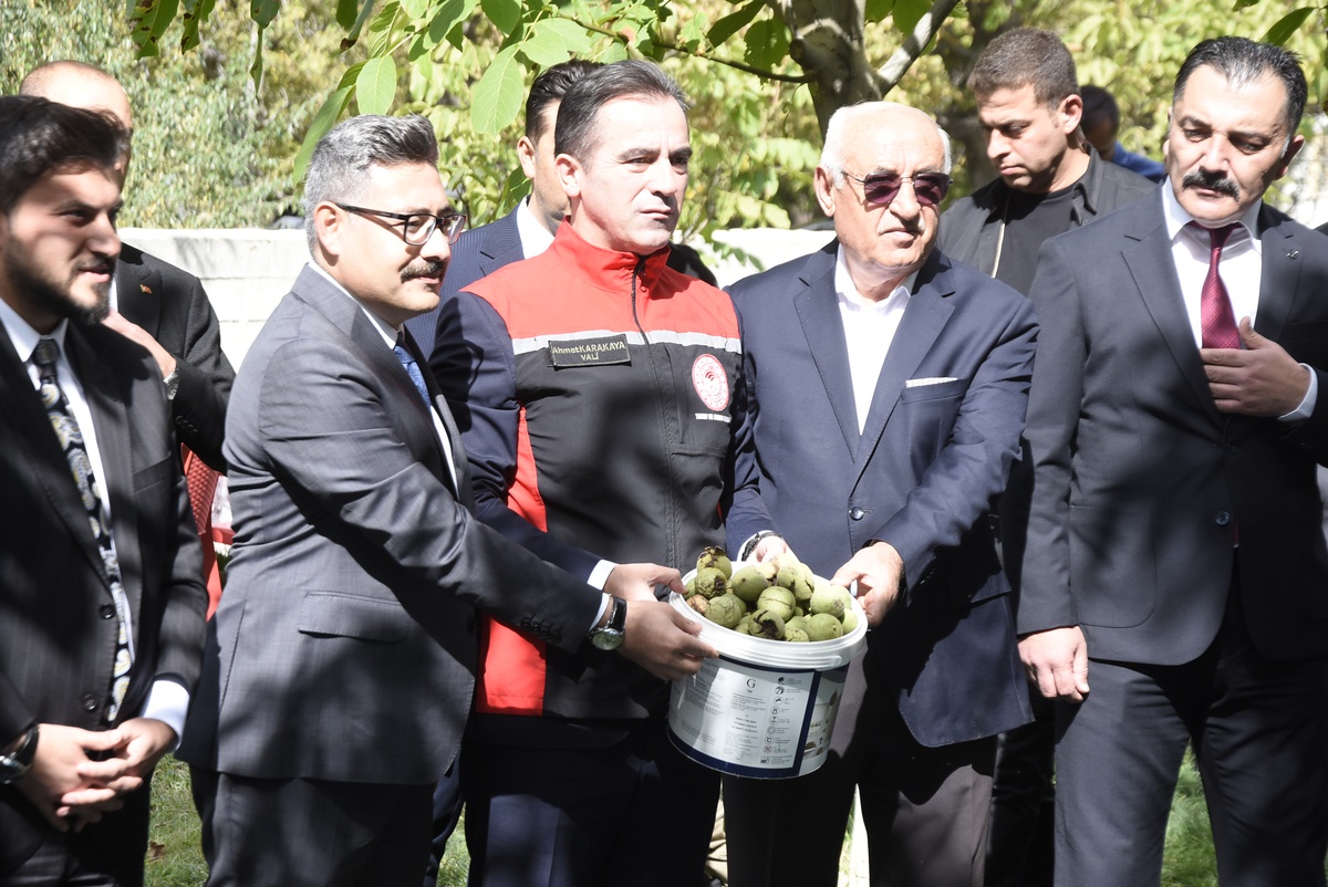 Bitlis Adilcevaz\'da ceviz hasadı başladı, Vali Karakaya yıllık 7 bin 900 tonu anlattı