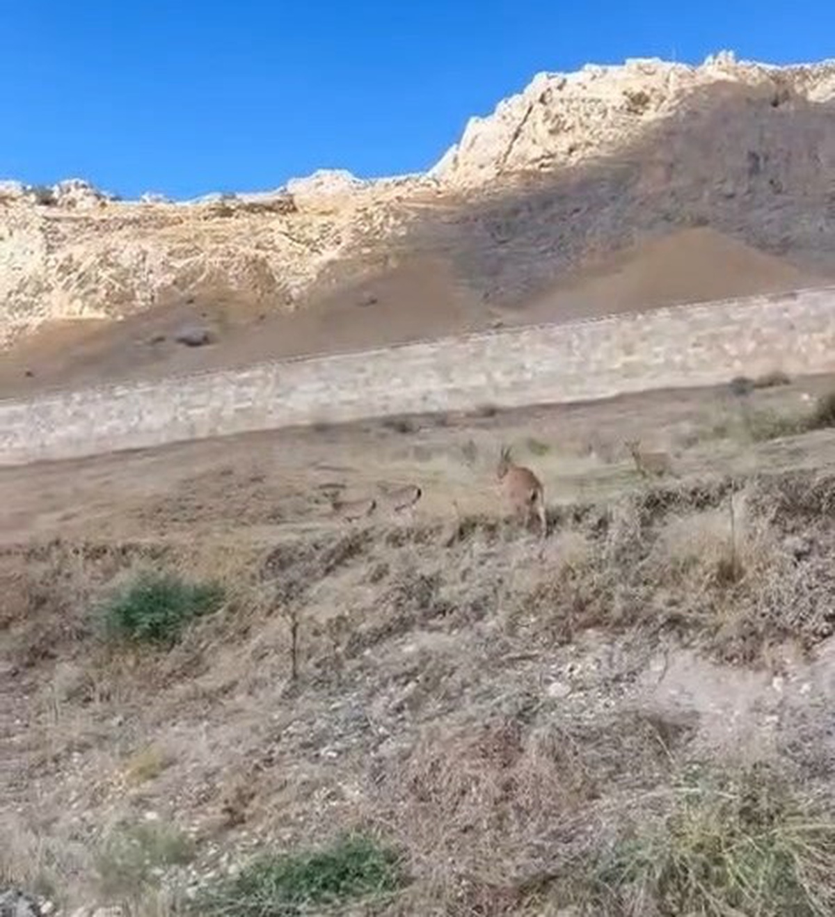 Elazığ Palu\'da nesli tükenme tehdidi altındaki dağ keçileri sürü halinde görüntülendi