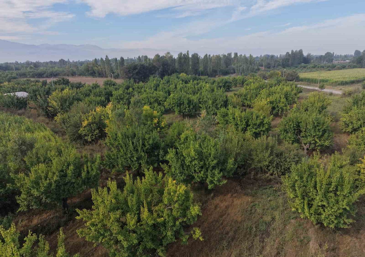 Iğdır\'da İrem Bağları, Ağrı Dağı eteklerinde sonbahar renkleriyle dronla görüntülendi