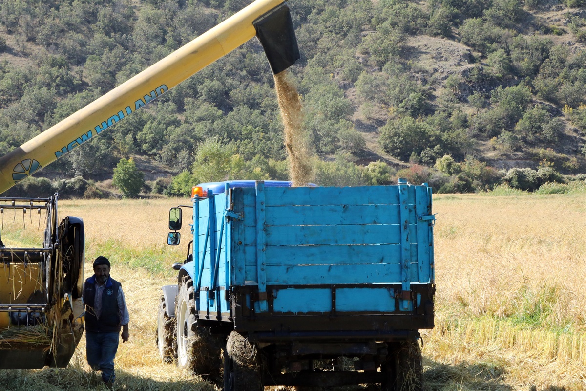 Çankırı\'da ata tohumu sarıkılçık çeltiğinde hasat başladı, şeker oranı sıfır