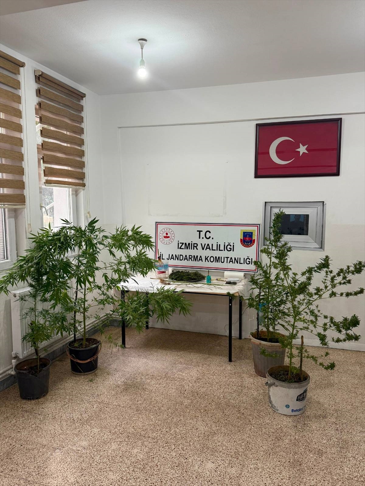 İzmir Kemalpaşa\'da jandarma, evde 12 kök kenevir ve 280 gram esrar ele geçirdi