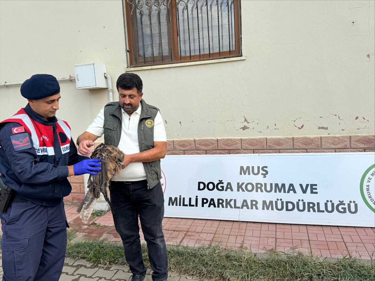 Muş\'ta jandarma devriyesi, Muş-Varto yolunda yaralı kızıl şahini korumaya aldı
