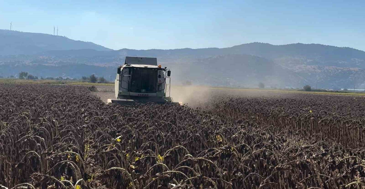 Aydın Koçarlı\'da TAKE ile dağıtılan 3 bin 630 kg ayçiçeği tohumundan hasat yapıldı
