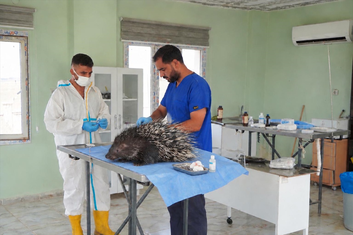 Mardin Derik\'te yaralı oklu kirpi belediye barınağında tedaviye alındı