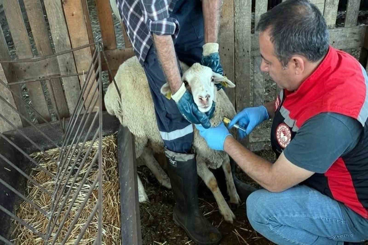 Muğla Tarım ve Orman İl Müdürlüğü PPR için küçükbaş hayvanlardan kan numunesi aldı
