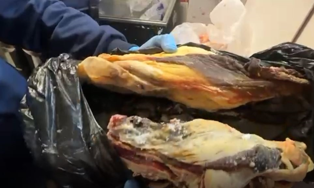 Şanlıurfa Haliliye'de denetimde 170 kilo bozuk et imha edildi, işletmeler mühürlendi