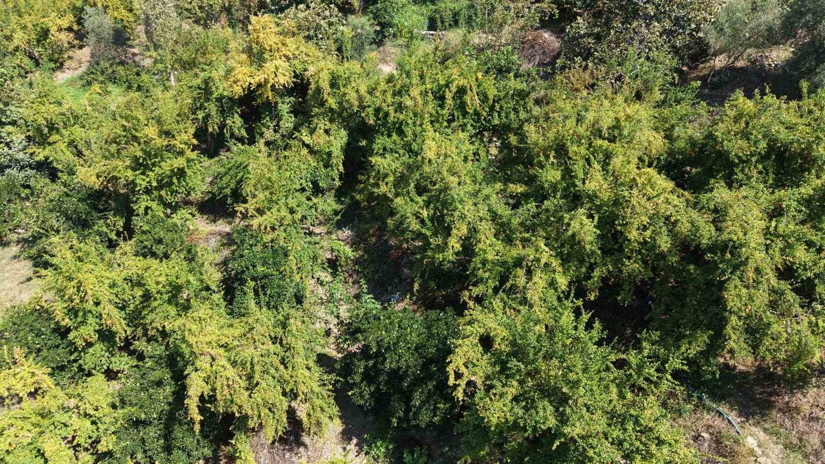 Adana Kozan\'da coğrafi işaretli Kuytucak narında hasat başladı, 350 ton rekolte bekleniyor