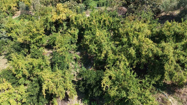 Adana Kozan'da coğrafi işaretli Kuytucak narında hasat başladı, 350 ton rekolte bekleniyor