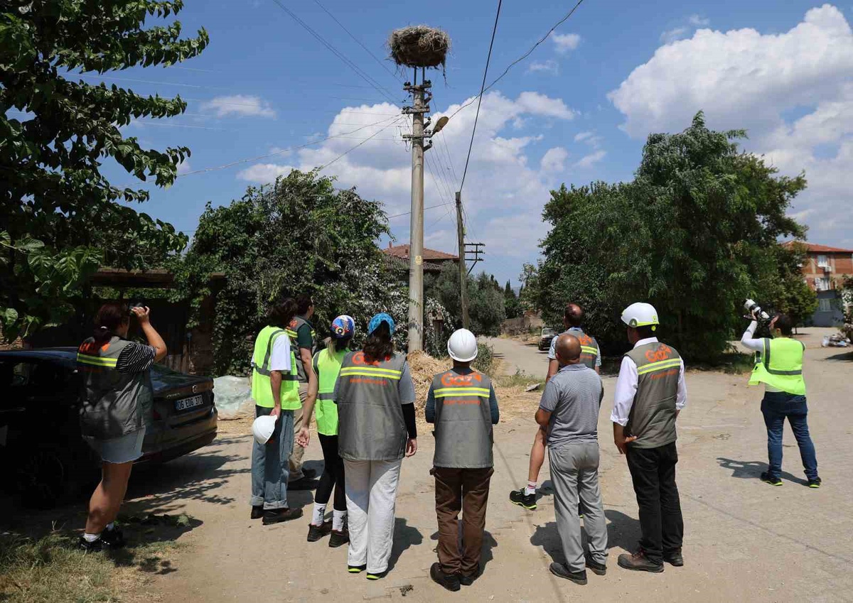 Adm Elektrik ve Gdz Elektrik, göçmen kuşları beş ilde elektrik hatlarından koruyacak