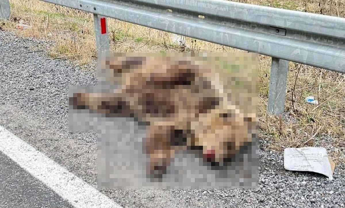 Erzincan-Refahiye yolunda 10 kilometre kala ayının telef olduğu değerlendiriliyor