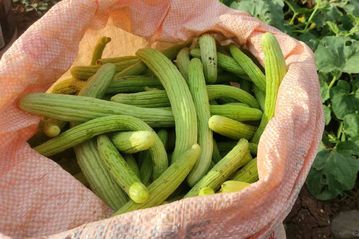 Gaziantep Araban Ovası\'nda acur hasadı başladı, kilogramı 30 TL\'den satılıyor
