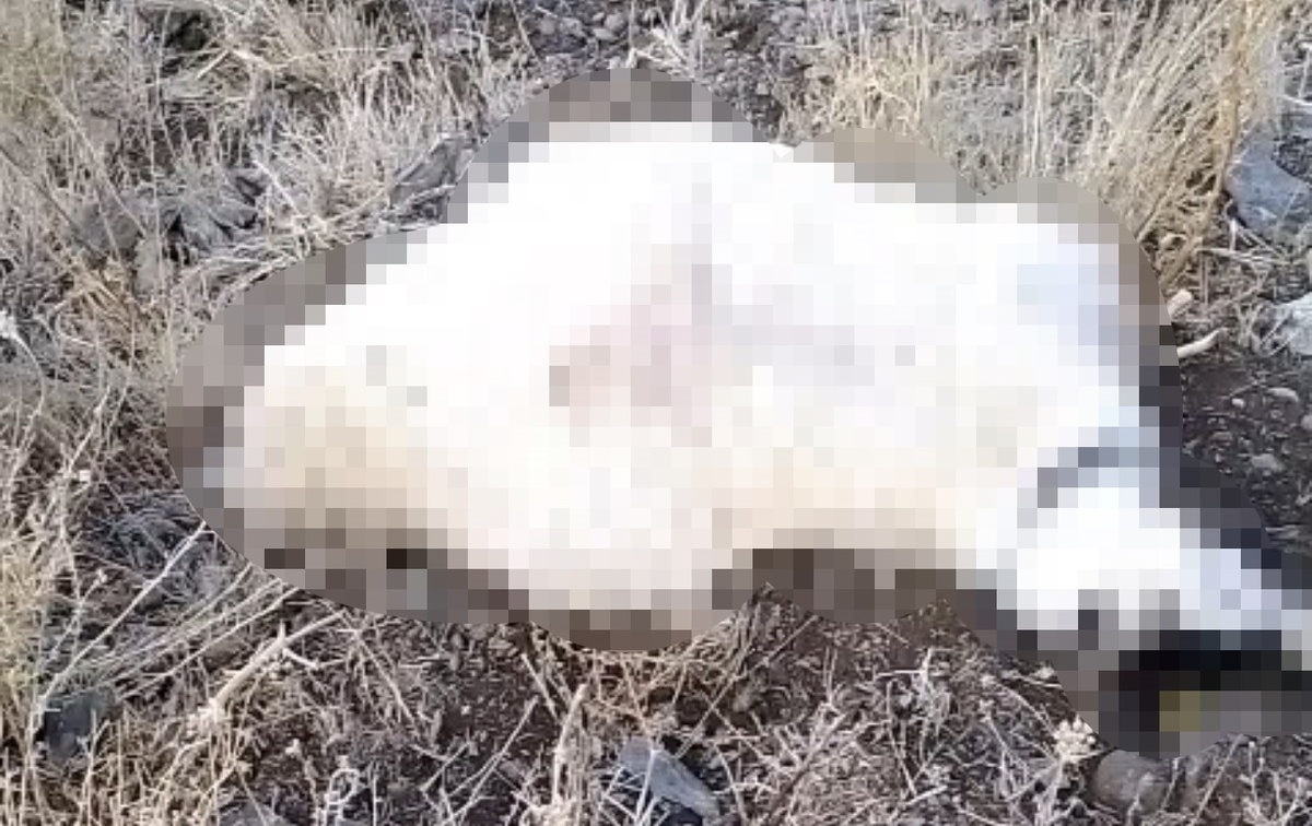 Hakkari Yüksekova\'da yaylaya yıldırım isabet etti, çok sayıda küçükbaş telef oldu