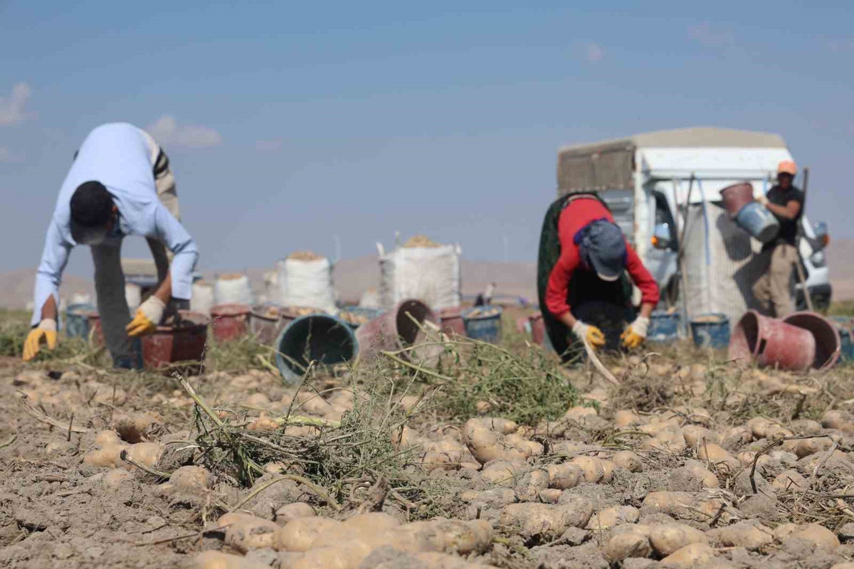 Konya, patates üretiminin yüzde 10,9\'unu karşılarken yerli tohuma yöneliyor